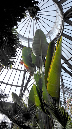 Hortus Botanicus Amsterdam - palm